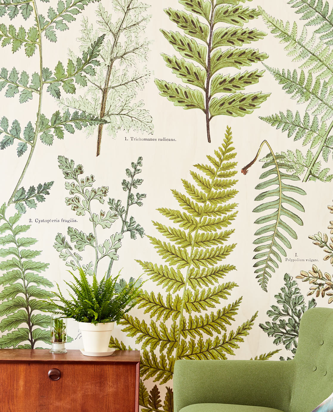Wallpower Favourites Herbarium mural